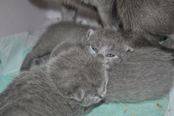 ロシアンブルーの赤ちゃん猫たち