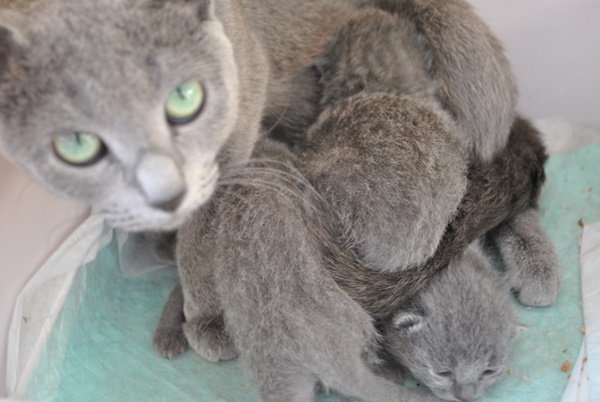ロシアンブルーの母と子猫たち