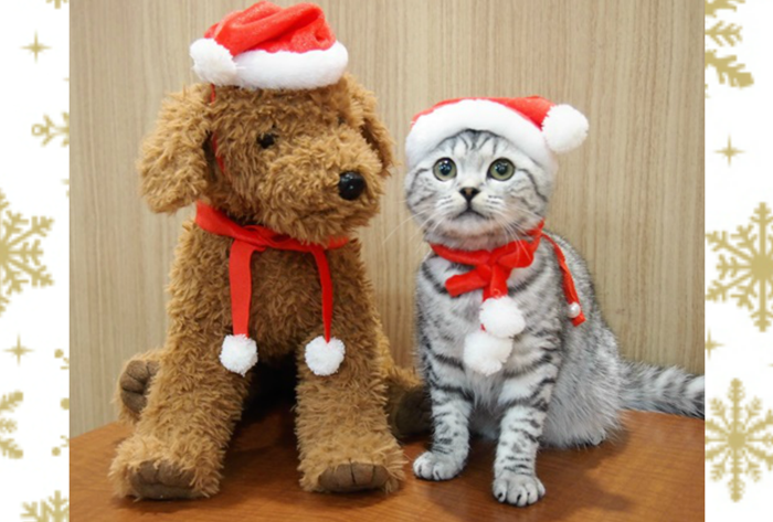 二代目猫店長雪美姫のクリスマスポストカード