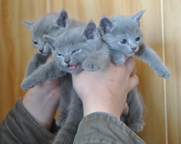ロシアンブルーの子猫たち