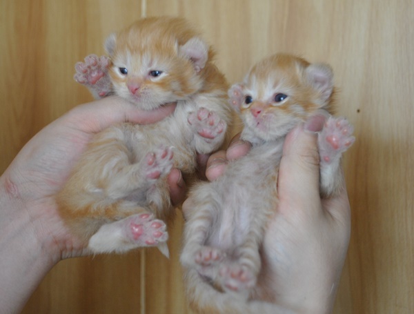 アメリカンカールの赤ちゃん猫