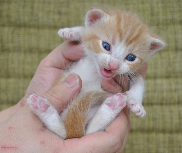 アメリカンショートヘアの赤ちゃん猫