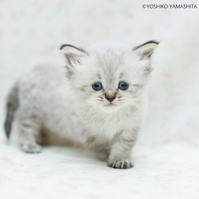 マンチカン スコ アメショーたくさんご紹介します 湘南子猫物語 湘南初の子猫専門ペットショップ