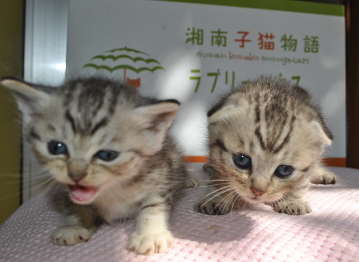 アメショーとスコティッシュ 湘南子猫物語 湘南初の子猫専門ペットショップ